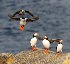 Голодающим атлантическим тупикам помогут любители птиц