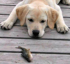 Собака, спасающая рыбу (видео)