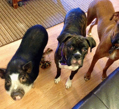 Фоторепортаж—свинья Вирджиния, которая думает, что она собака