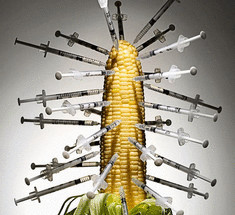 ГМО ответственны за рост раковых заболеваний