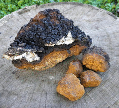 Березовый гриб чага— УДИВИТЕЛЬНЫЕ целебные свойства