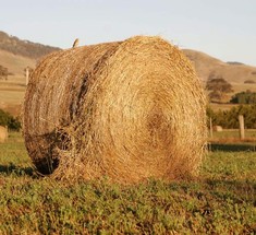 Поляки предложили Украине биотопливо из соломы