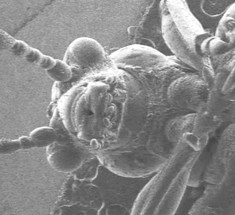 Нанокостюм для насекомых позволит наблюдать за ними в мельчайших масштабах