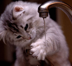 Кошки и вода — миф о том, что они не любят воду