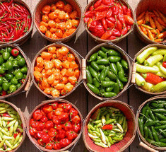 Лучшие сорта перцев