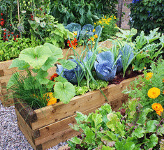 Смешанные посадки в Вашем огороде для борьбы с вредителями без химикатов