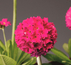 Примула мелкозубчатая: выращивание, особенности вида и ухода.