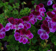 Пеларгония королевская: выращивание и уход