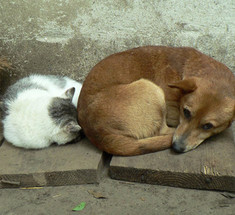 Зачем москвичам нужны бэби-боксы для животных      