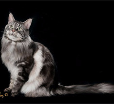Неповторимые фото кошек от Ларри Джонсона
