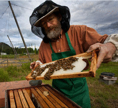 Как правильно выбрать пчел на пасеку