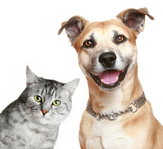 Сколько живут домашние питомцы