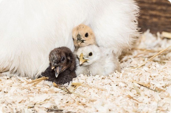 Цыплята шелковой курицы вылупились в зоопарке Базеля