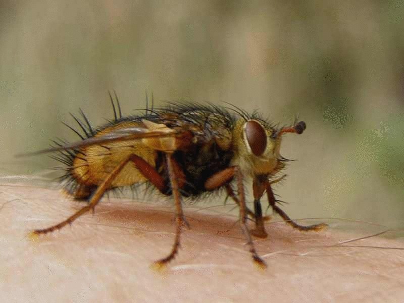 Разгадан генетический код мухи цеце
