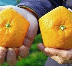 В Японии выращивают уникальные пятиугольные апельсины