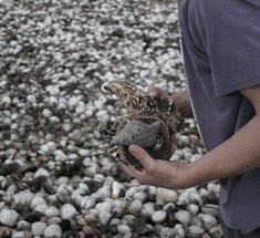 После тайфуна Болавен, люди собирают морские деликатесы