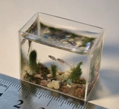 Самый маленький в мире аквариум с рыбками