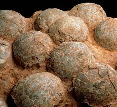 Обнаружены редкие ископаемые эмбрионы возрастом более 500 миллионов лет