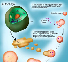 Голодание и аутофагия: Клеточная уборка омолодит ваше тело