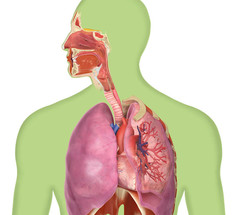 Дыхательная техника саморегуляции организма