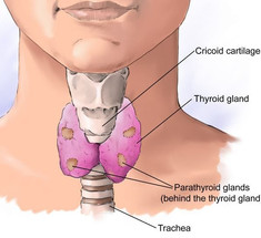 Щитовидная железа: Зобогенные продукты — это нужно знать!
