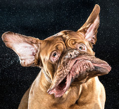 Веселые высокоскоростные  фотографии  отряхивающихся собак 