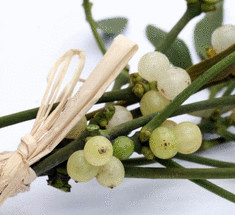 Настойка из омелы — полезные свойства, рецепты и применение