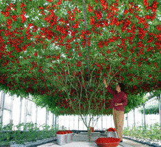  Тамарилло — томатное дерево 