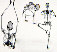 Йога — вид изнутри: Завораживающее видео