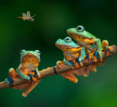 Самые удивительные и очаровательные представители жабьего царства