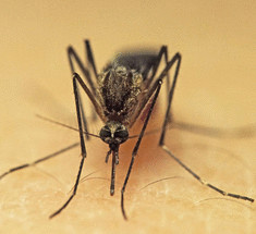 Как просто и дешево защитить свой дом от мух и комаров