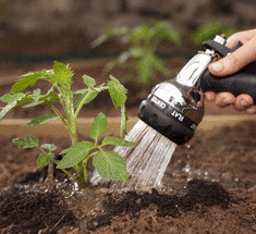 Как нужно поливать помидоры и нужно ли поливать вообще?