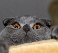  Правда ли, что кошки видят невидимое?