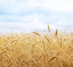 8 направлений альтернативного земледелия