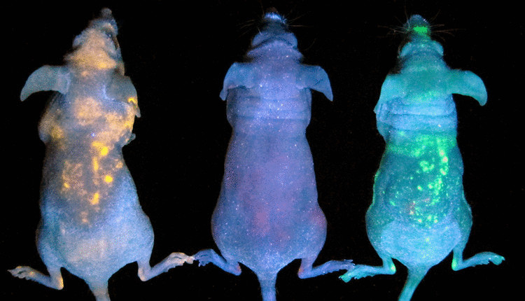 Светящиеся мыши покажут где накапливаются наночастицы