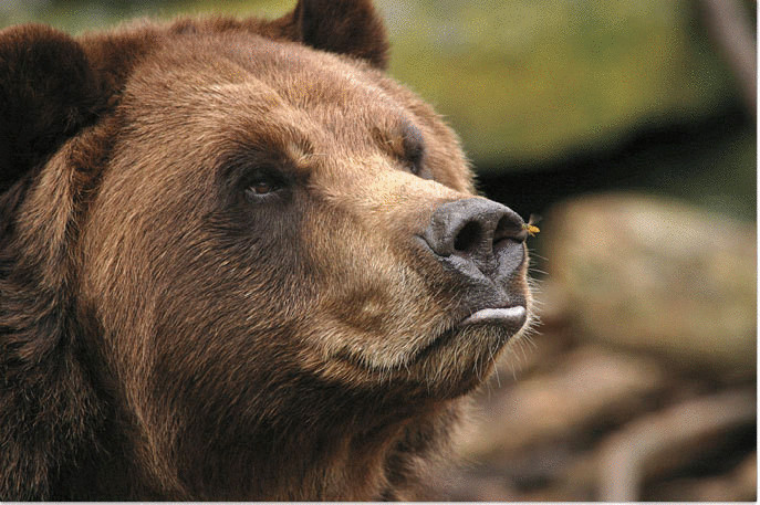Медведь из зоопарка Буффало пытается отогнать осу