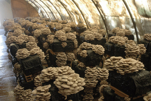 Выращивание грибов вешенка дома