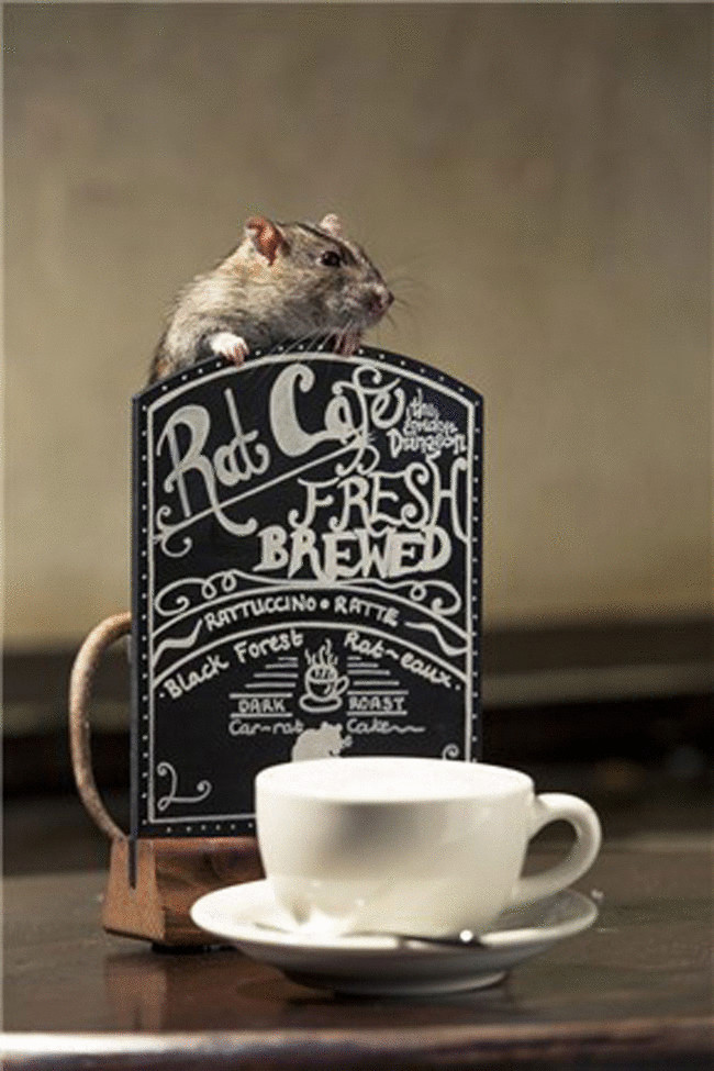 В Лондоне снова удивят.. крысиным кафе.