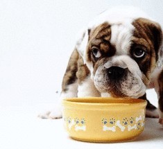 Дань моде или собачье вегетарианство