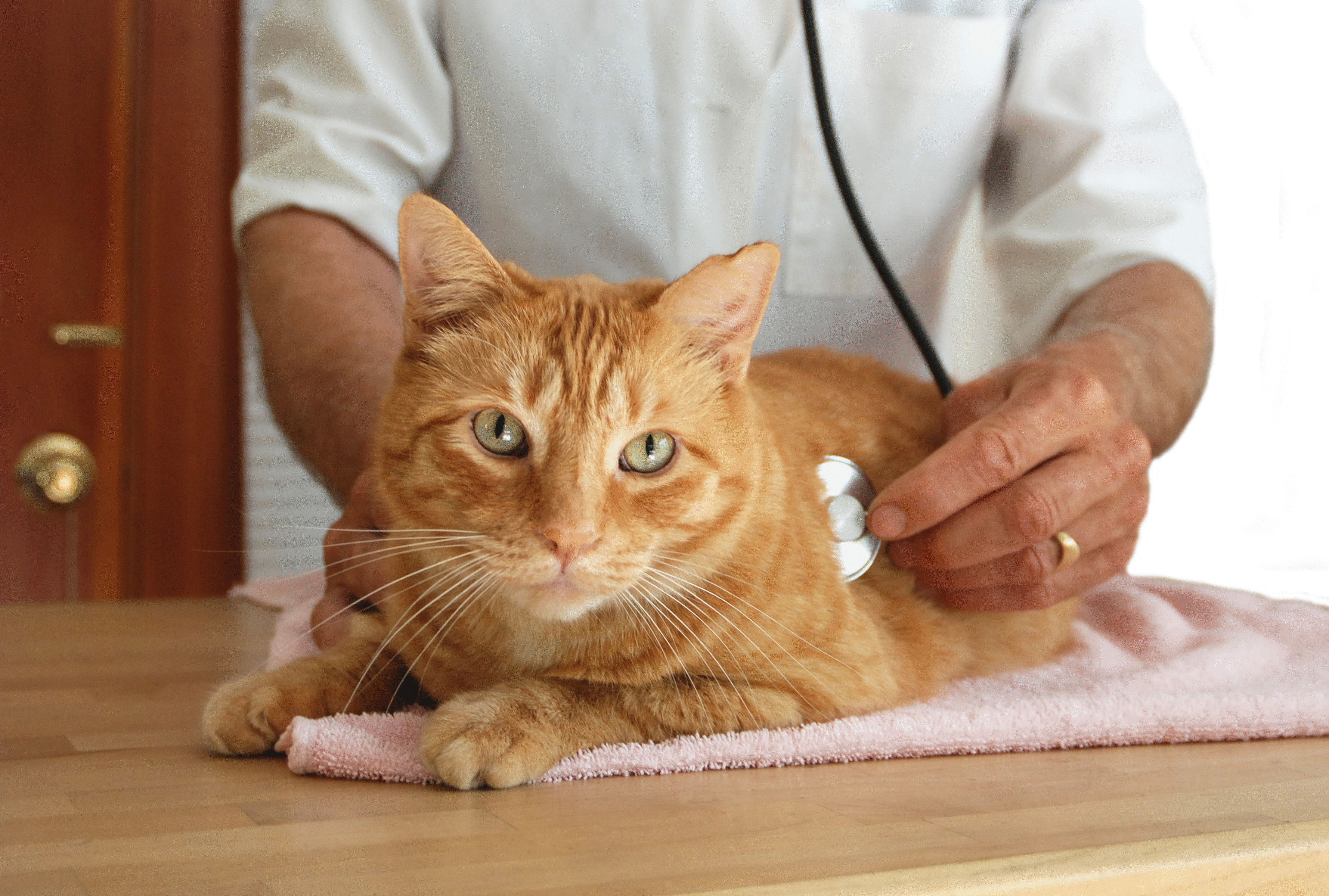У каких котов мочекаменная болезнь. Кот у ветеринара. Мочекаменная болезнь у кота. Терапия кошками. Лечебные коты.