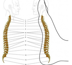  Как снять напряжение со спины и оздоровить организм: 6 простых упражнений 