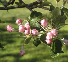 Как увеличить количество плодовых почек на яблоне и груше