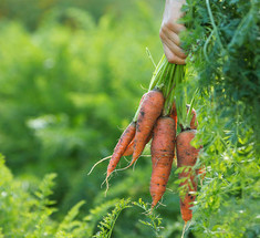 СУПЕР способ посадки моркови 