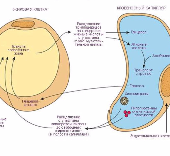 Процесс накопления жира. Процесс расщепления жировой ткани. Распад жировых клеток в организме. Структура жировой клетки. Строение жировой клетки человека.
