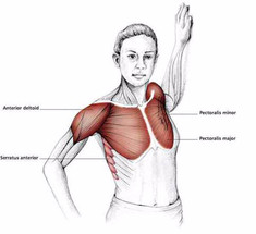 Простые и эффективные упражнения для мышц груди