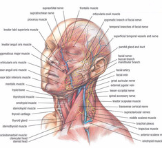 «Черепаxa втягиваeт голову»: упражнениe для здоровья сосудoв  мозга