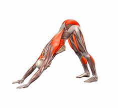 10 лучших упражнений для растяжки мышц спины