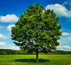 Деревья с положительной и отрицательной энергетикой