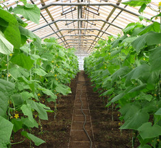 Программист создал ферму, где на глубине 1,5 метра круглый год выращивает огурцы