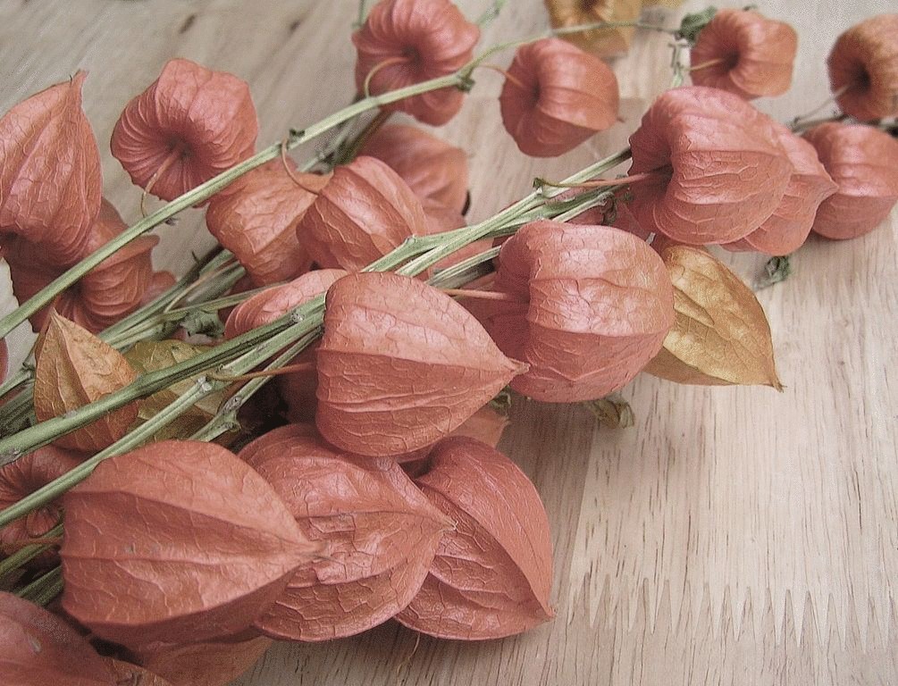 ваза кактус стекло. китайский фонарик в вазе сухоцветами 7 букв. китайский фонарик в вазе сухоцветами 7 букв. китайский фонарик в вазе сухоцветами 7 букв. ваза с сухоцветами.